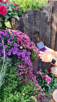 深圳冬日限定浪漫仙湖植物園花展也太出片了吧！