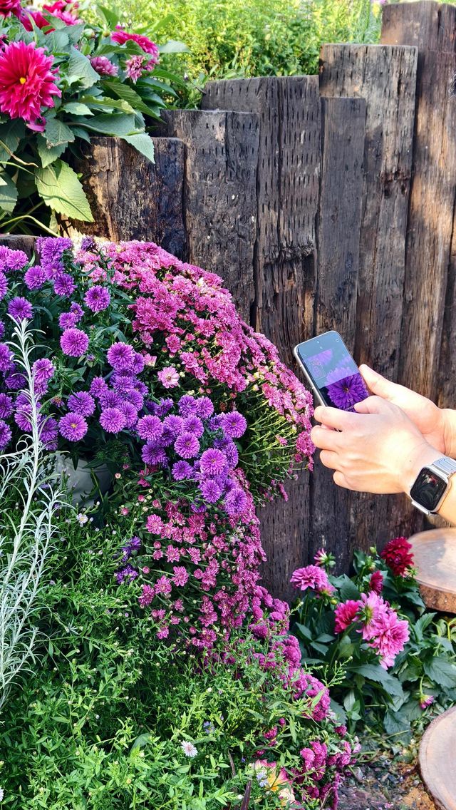 深圳冬日限定浪漫仙湖植物園花展也太出片了吧！