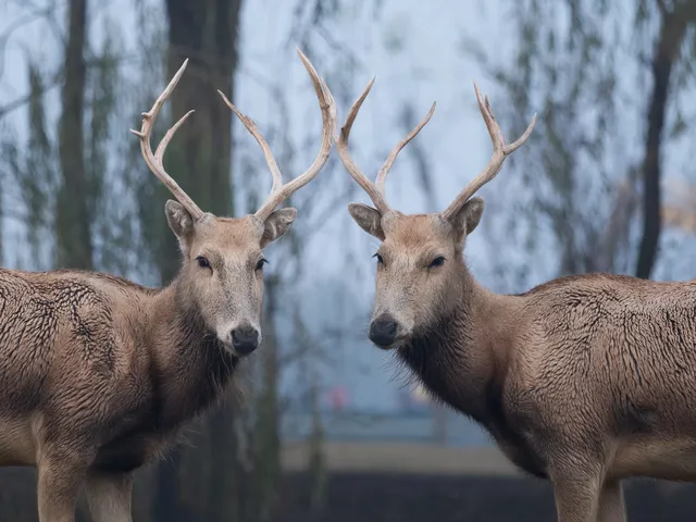 鹽城丨朋友都以為我去了肯尼亞 鹽城丨朋友都以為我去了肯尼亞