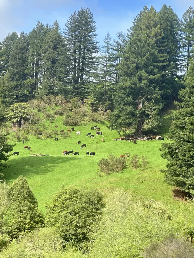 奧克蘭北島一日遊｜奧克蘭自然風景必打卡