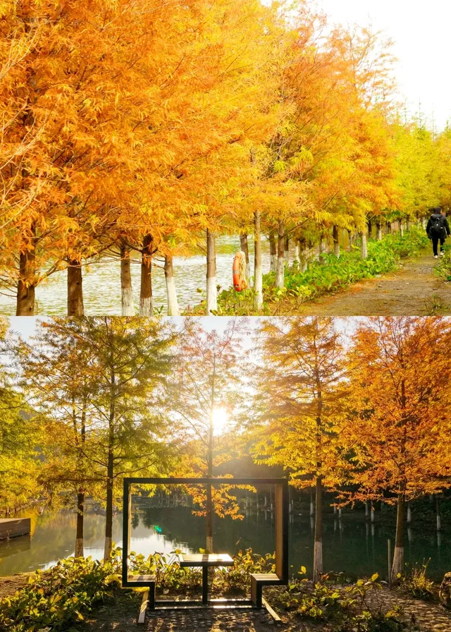 闖入嶺南的金色童話!落羽杉觀賞期已至 闖入嶺南的金色童話!落羽杉觀賞期已至