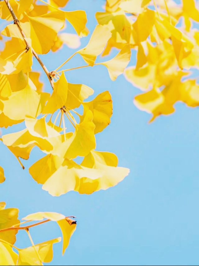 江浙賞秋地圖｜最美私藏地