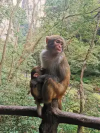 錯峰出行的張家界好香