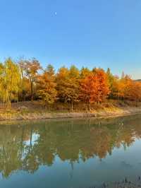 上海賞秋寶藏地三林紅杉林氛圍感拉滿！