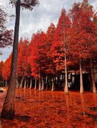 昆明冬日裡的紅色浪漫之旅,這裡的冬天不是白雪皚皚,而是被紅杉染成一片絢麗的紅色海洋~ 住宿推薦