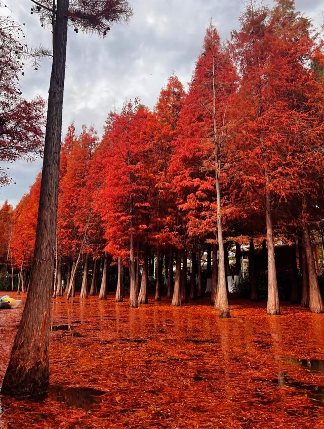 昆明冬日裡的紅色浪漫之旅,這裡的冬天不是白雪皚皚,而是被紅杉染成一片絢麗的紅色海洋~ 住宿推薦 昆明冬日裡的紅色浪漫之旅,這裡的冬天不是白雪皚皚,而是被紅杉染成一片絢麗的紅色海洋~ 住宿推薦