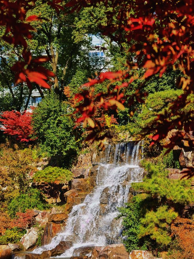 靜安輔德里公園的秋日秘境live