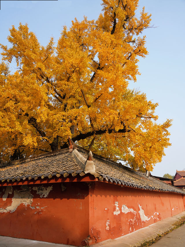 錯過三星堆!卻遇見1700歲的銀杏神仙眷侶 錯過三星堆!卻遇見1700歲的銀杏神仙眷侶