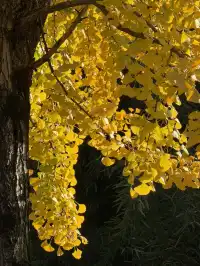 11.29實拍!月湖銀杏黃啦!真的好好看