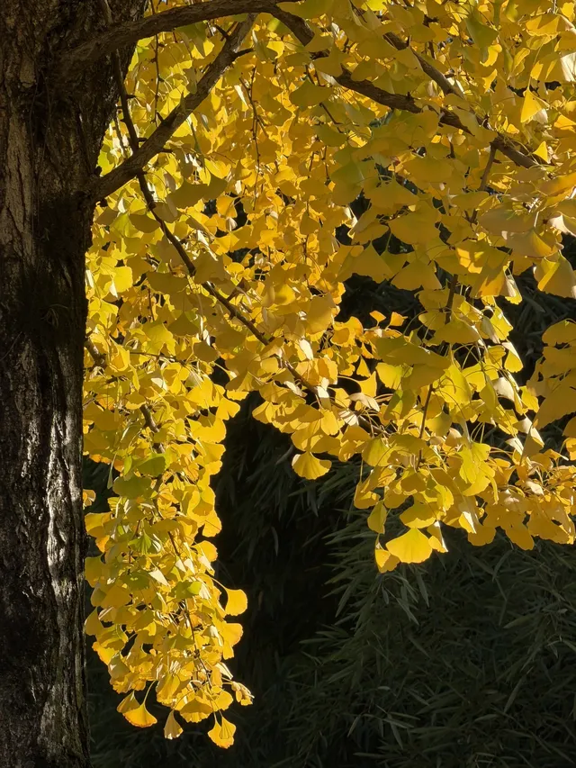 11.29實拍!月湖銀杏黃啦!真的好好看 11.29實拍!月湖銀杏黃啦!真的好好看