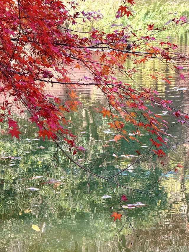 12.6棲霞山實況！！！南京的秋天瘋狂了！！！