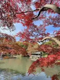 名古屋紅葉 東山植物園2025.11.27