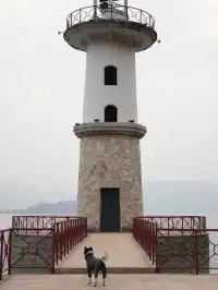 小狗和小馬一起低頭可愛鼠了！