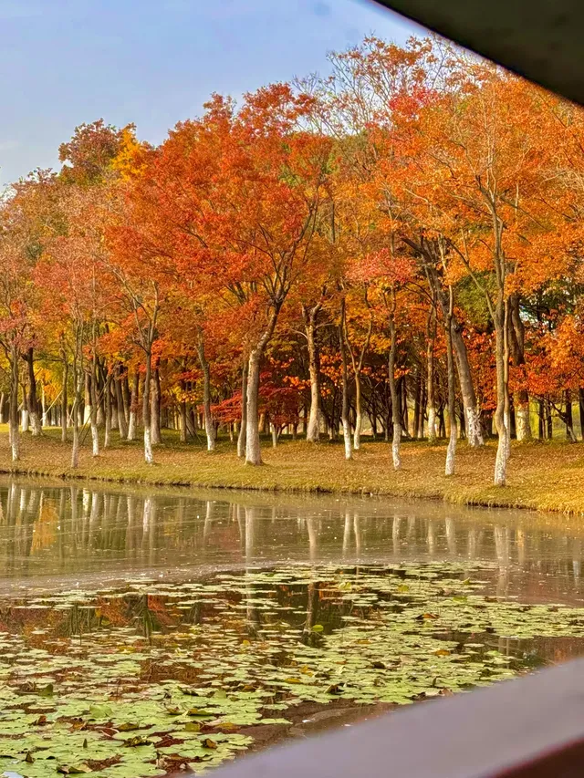 上海自駕1h賞秋紅透的楓葉真的美到封神 上海自駕1h賞秋紅透的楓葉真的美到封神