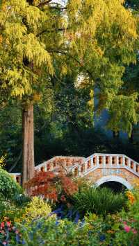 武漢植物園最美的秋景在這裡了