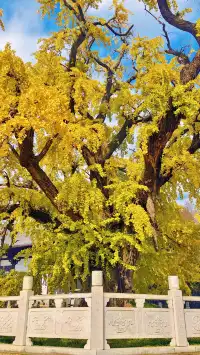 99%的人都不知道的江北賞秋路線~