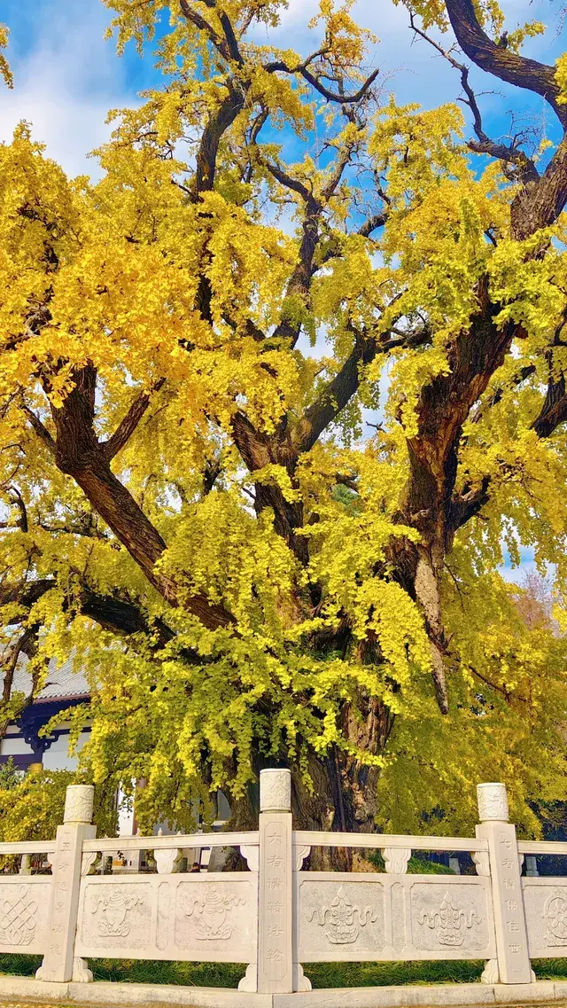 99%的人都不知道的江北賞秋路線~ 99%的人都不知道的江北賞秋路線~