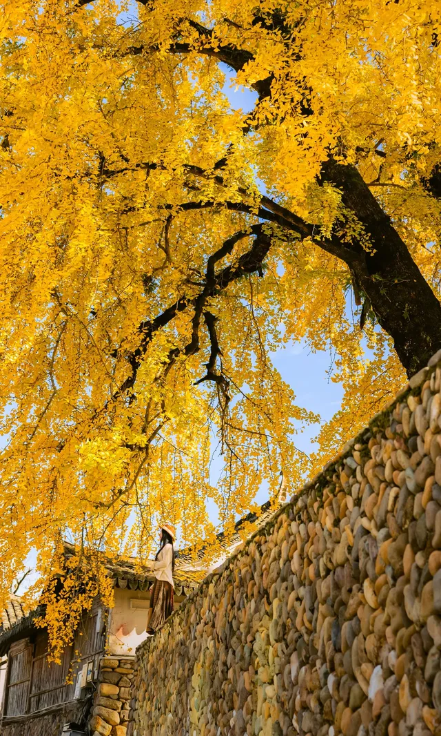 12.4實拍溫州銀杏王黃透了曬秋同框拍照 12.4實拍溫州銀杏王黃透了曬秋同框拍照