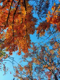 快!尚湖全紅了!現在!立刻!馬上!出發!