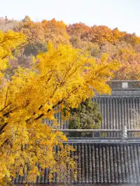 南京2天1晚 丨超詳細賞秋寶藏路線