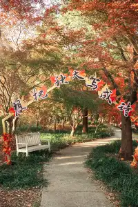 上海這裡的楓葉已經next level！附打卡路線