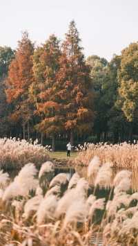 共青森林公園|魔都楊浦的絕美元氣森林 松鼠松鼠快開門!