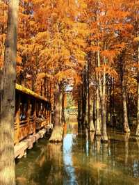 上海版“阿勒泰”|水杉林美到窒息