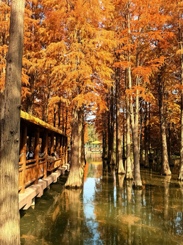 上海版“阿勒泰”|水杉林美到窒息 上海版“阿勒泰”|水杉林美到窒息