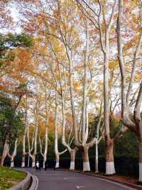 說走就走的金陵之旅2.5天年假邂逅南京的秋