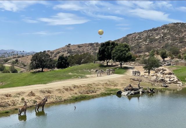 聖地亞哥必遊野生動物園