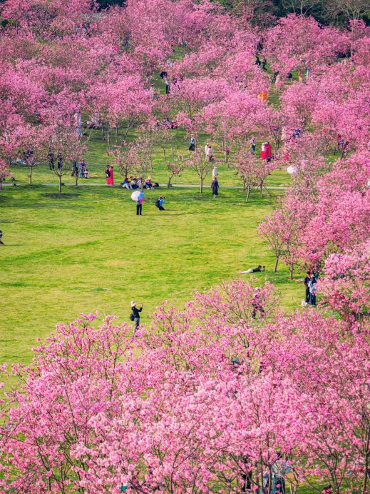 Nanning Qingxiu Mountain Cherry Blossom Garden｜Experience a