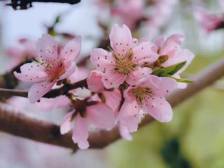The Opening of the Wanghangu Peach Blossom Spring Festival in Funing