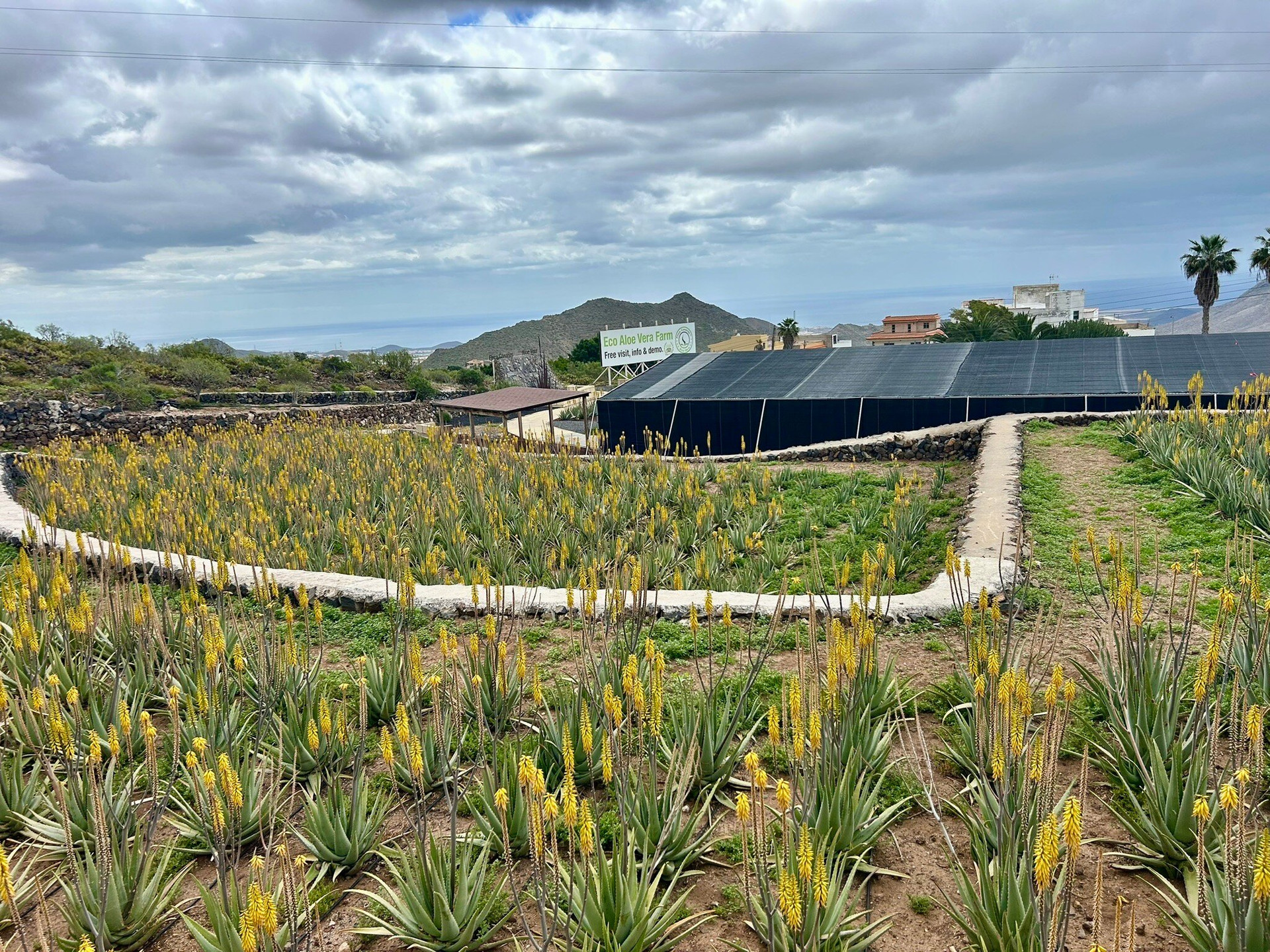 agave leaves Agave nickelsiae| Ferdinand Agave| Large Agave Plant For Sale Online