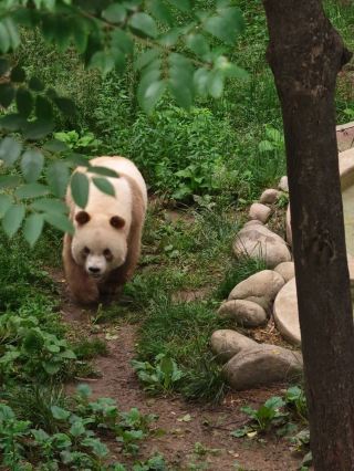 2-day xianyang-hanzhong-xi'an ultimate guide for easy travel quick save