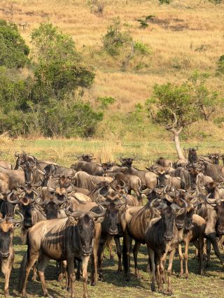 Непревзойденный отдых с Duma Explorer/Alika Africa в Танзании