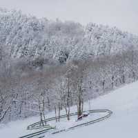 눈꽃세상❄️ 대관령 양떼목장