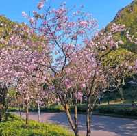 Romantic Flower Park at Yangmingshan