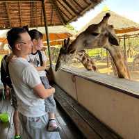 近距離跟老虎、長頸鹿和駱駝互動的超有趣動物園 🦒🐯🐫