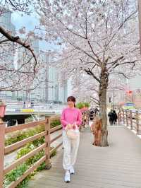 벚꽃명소 ! 다양한꽃들이 많은 부산 온천천 🌸