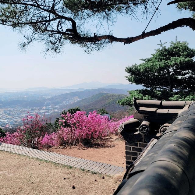 김포 진달래 명소, 가현산 진달래 동산🌸💕