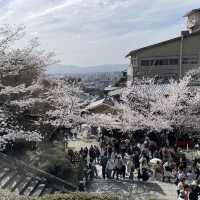 京都清水寺：賞櫻參拜🌸逛逛拍照地分享
