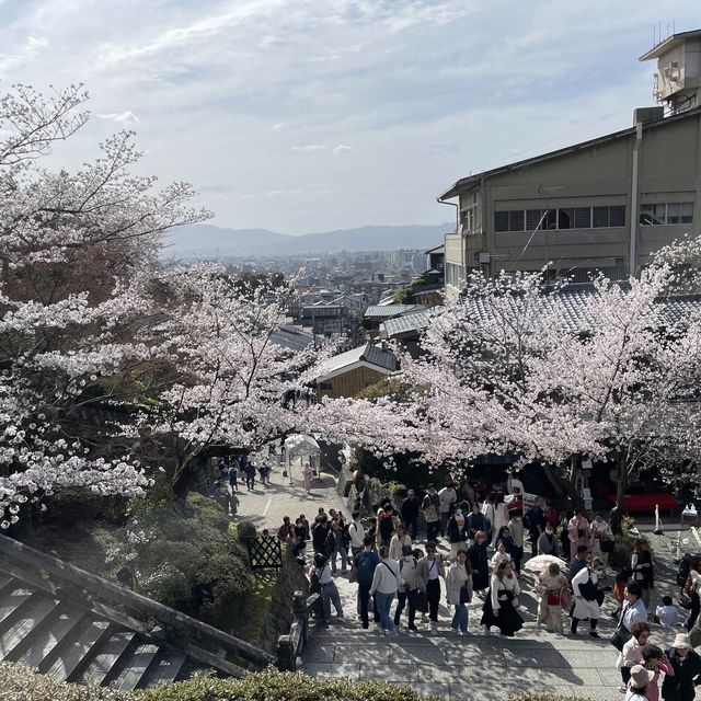 京都清水寺：賞櫻參拜🌸逛逛拍照地分享