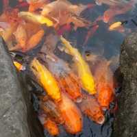 The Wonders & Magnificient of Yangshuo, Guilin 