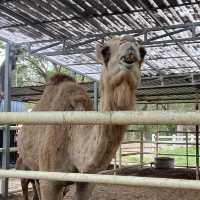 camel republic