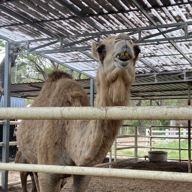 camel republic