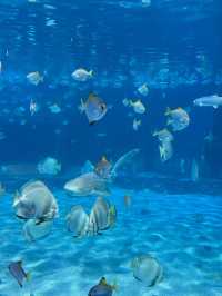 Aquaria Phuket อะควาเรียมมาตรฐานสากล