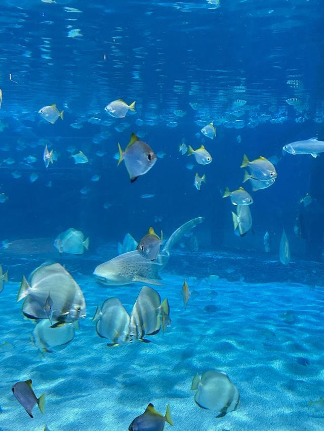 Aquaria Phuket อะควาเรียมมาตรฐานสากล