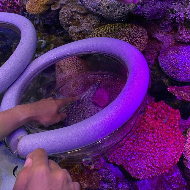 ไปเดทที่ไหนดี? ไป SEA LIFE Bangkok กันค่ะ 🫧🐠