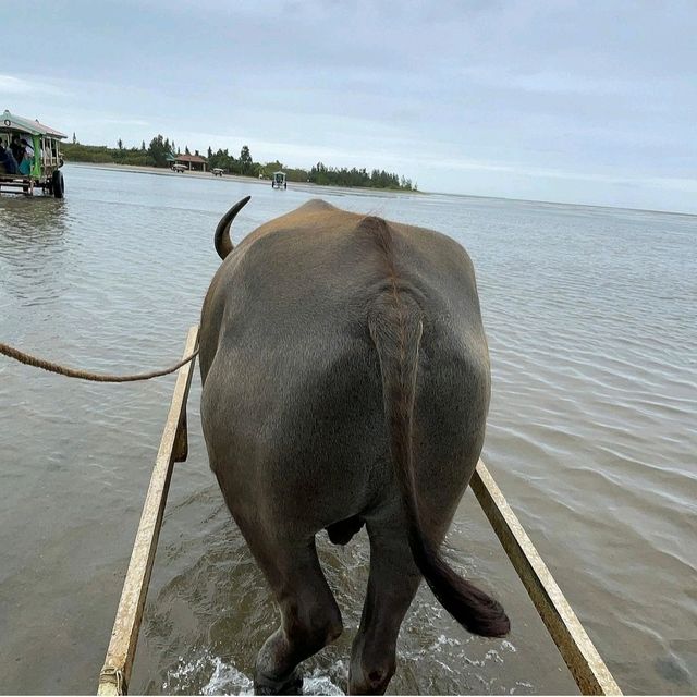 【沖縄県/由布島】初めての水牛車🐃
