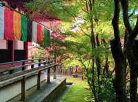 เที่ยวใบไม้เปลี่ยนสี เกียวโต วัดเอกันโดเซ็นริน ⛩️🍁